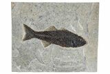 Beautiful Fish Fossil (Mioplosus) - Uncommon Species #269796-1